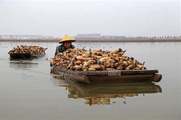 蓝莓为什么不开花不结果 蓝莓种几年可以挂果