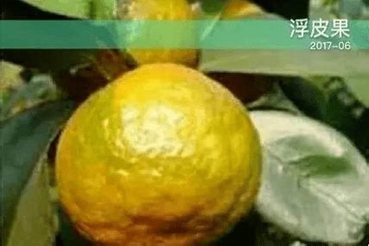 复合肥怎么放在花盆里