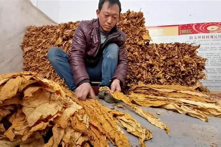 烟草种植管理