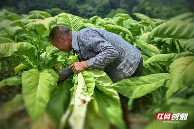 种植烟草用什么样的复合肥？
