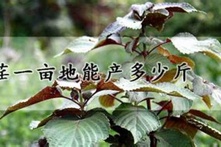 烟草种植技术