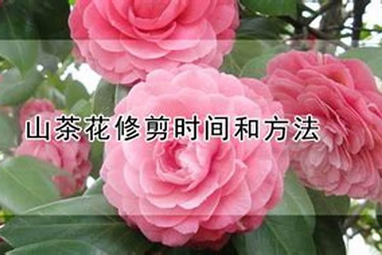 盆栽山茶花怎么修剪,什么时候修剪(茶花需要修枝吗？)