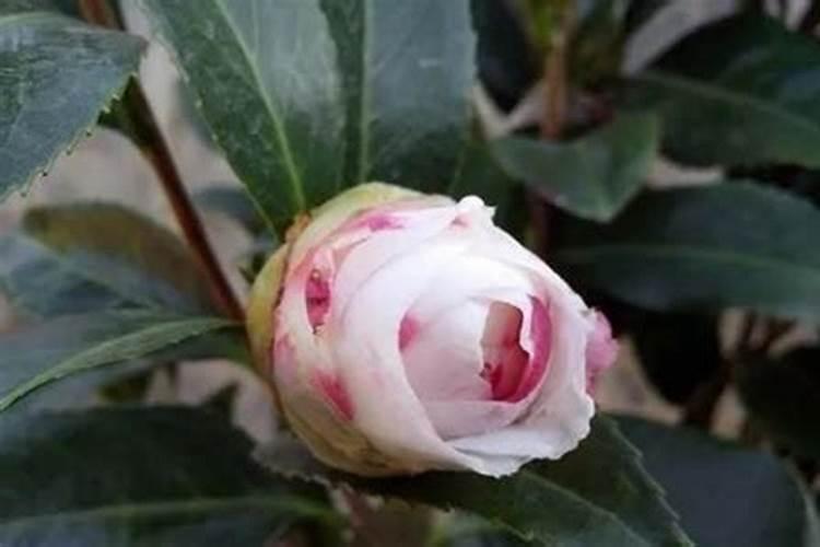 山茶花花期多长时间,怎么浇水施肥和管理