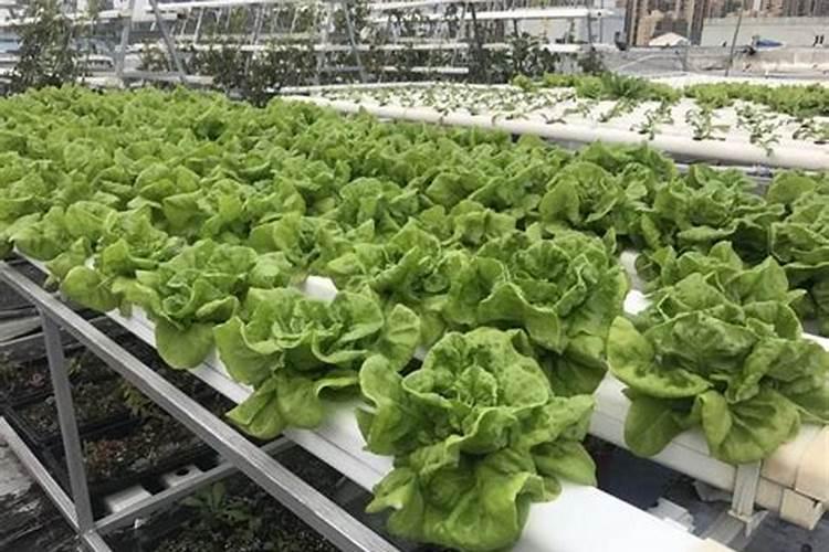 苹果树施肥最佳时间 苹果树什么时候施肥