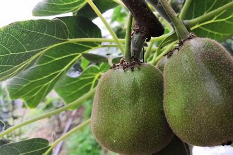 长寿花最好肥料 施肥方法是什么