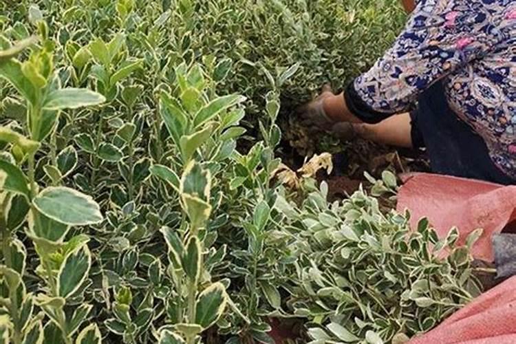 苹果树施钾肥正当时