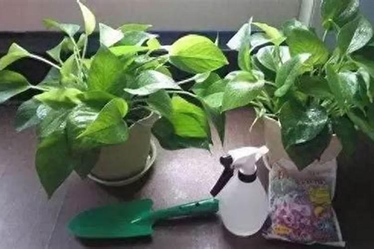 辣椒缺素要注意哪些方面？