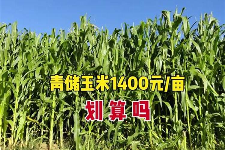 桃子打农药吗