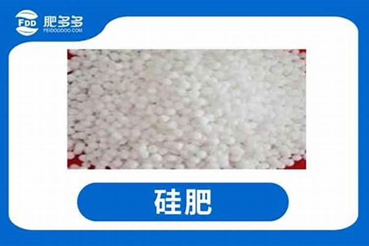 西红柿苗浇水的正确方法