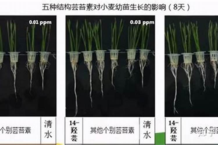 硕丰481芸苔素使用方法 硕丰481芸苔素如何使用