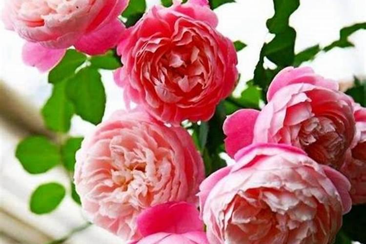 玫瑰花与月季花哪种好养活(月季花玫瑰花养殖方法的区别)