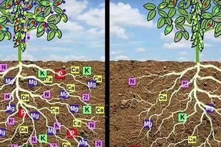 君子兰的盆栽土壤缺乏微量元素我们做什么呢