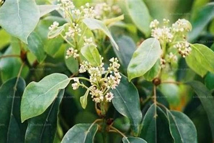 白芨人工种植的方法技术 白芨怎么养殖好
