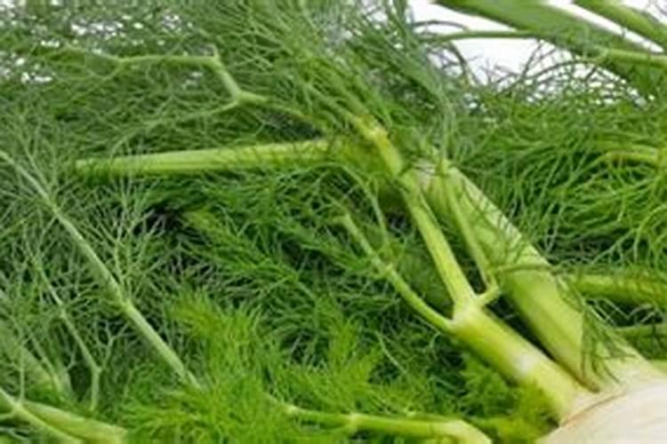 茴香种植与管理