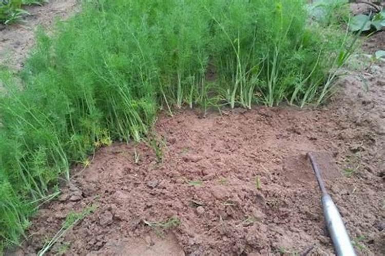 茴香应该怎么种植 茴香栽培方法总结