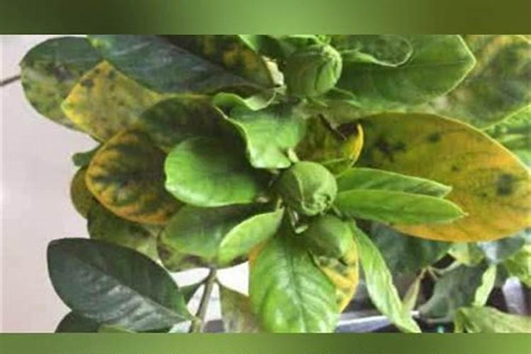 什么植物多施钾肥