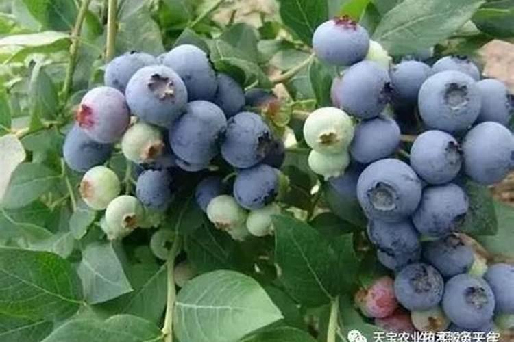 蓝莓花芽最低可以抵抗多少度的低温？