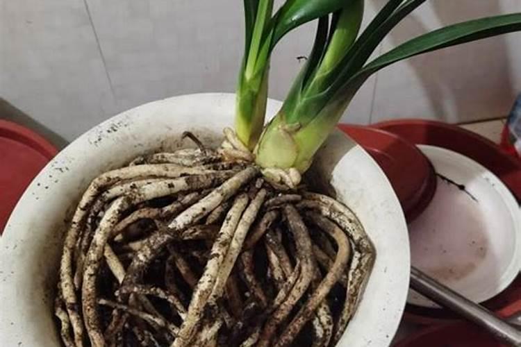 硫酸钾是什么肥料 硫酸钾和氯化钾的区别