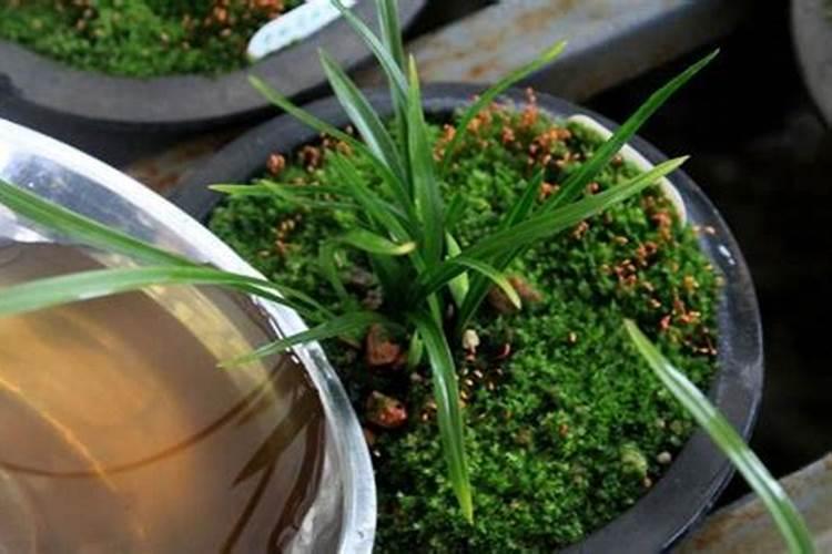 啤酒花对生长环境有什么要求？种植后如何管理？