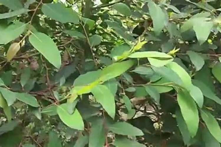 桉树肥料哪个牌子好