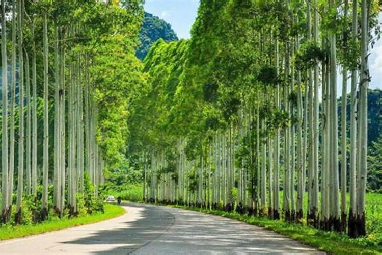 营养土适合种什么植物