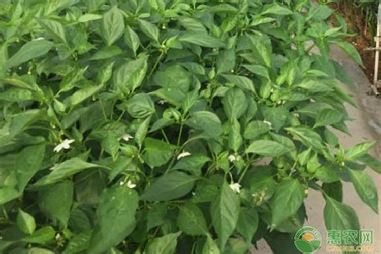 根瘤菌固氮原理是什么？