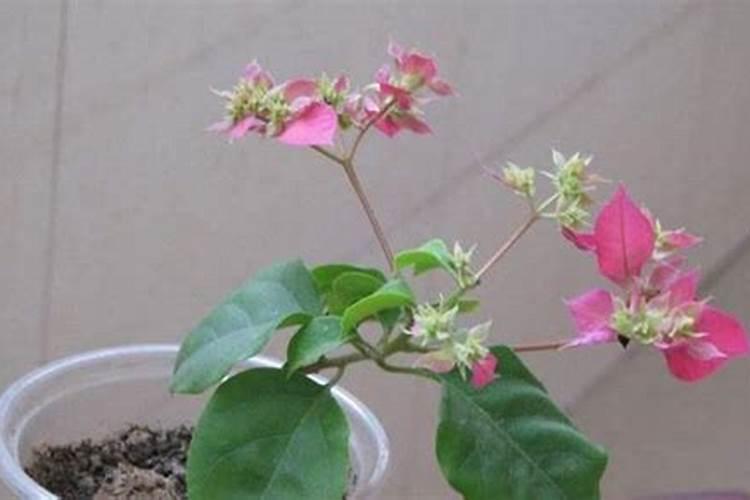 大豆的高产种植方法 大豆怎么养殖