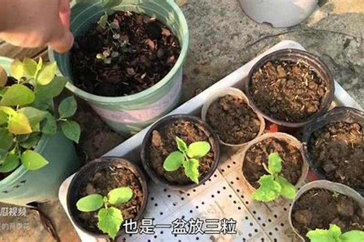 大棚蓝莓打什么叶面好