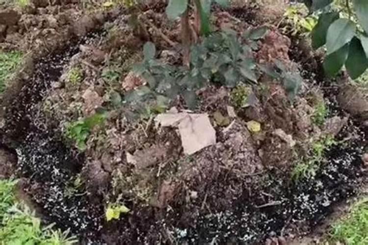 脐橙开花后怎么养 脐橙开花后如何养