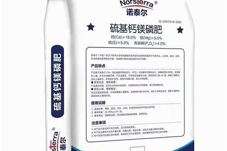 桑葚什么时候种植最好