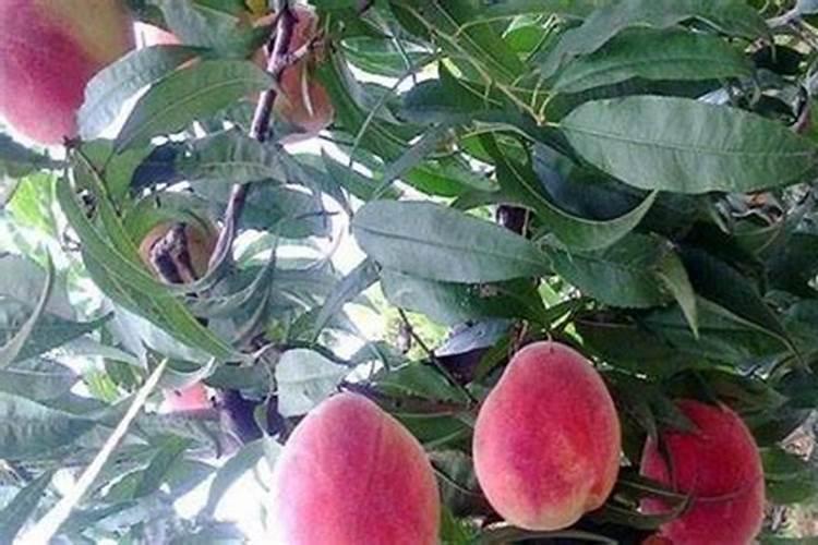 农村种植桃树,要想果实品质好,要如何施肥？