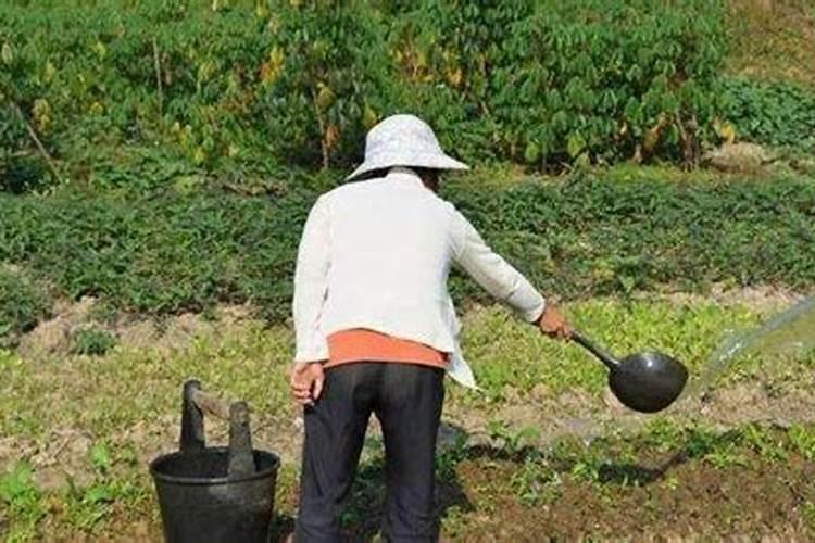 小度小度我的菠菜现在长势太慢用什么肥料可以提高它的生长能力？