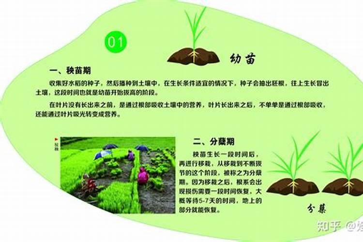 水稻钾肥什么时候施