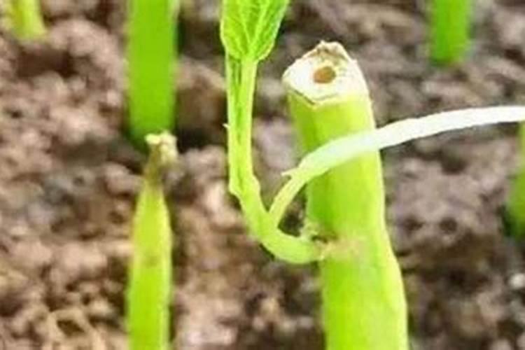 钾肥和氯化钾的区别？