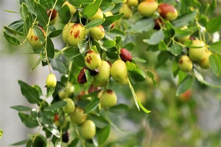 冬枣树今年花开茂盛可不结果,请问需加什么化肥？