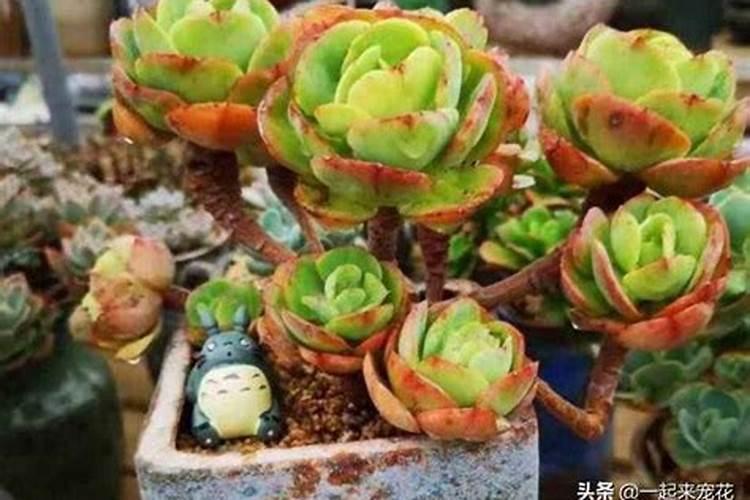 花生皮可以做花肥吗？