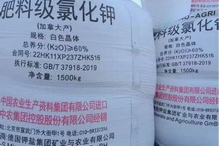 君子兰的豆饼水肥怎么用