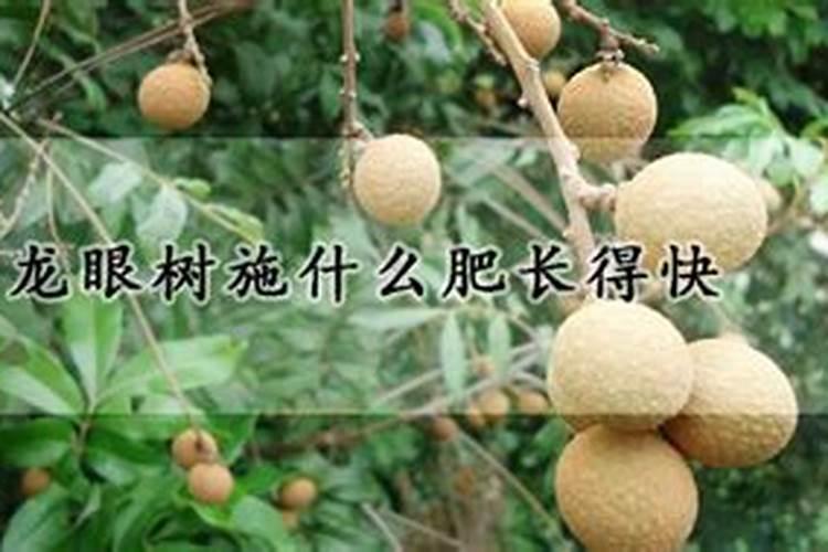 龙眼花期怎么管理