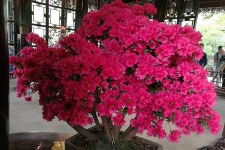 腐植酸水溶肥是什么肥料 腐植酸水溶肥料的作用有哪些
