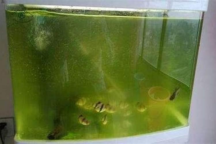 养在水里的绿萝要加肥吗？