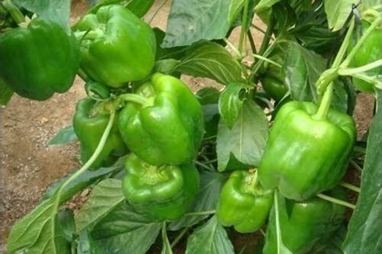 沙糖桔的盆栽种植方法 注意事项有哪些