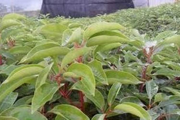香樟树用什么肥料最好