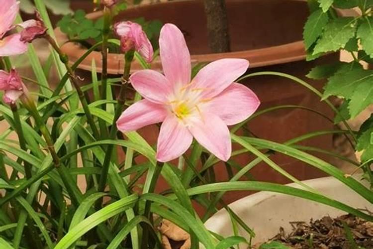 韮莲浇什么肥料合适