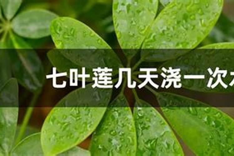 韭莲花的繁殖方法