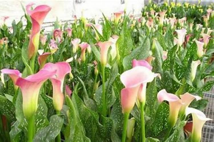 马蹄莲盆栽养护方法