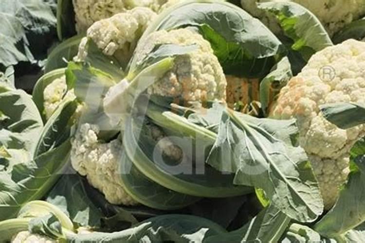 种菜肥料用什么最好