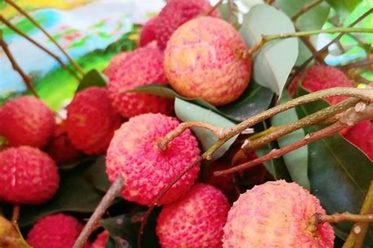 桂味荔枝打什么药催花
