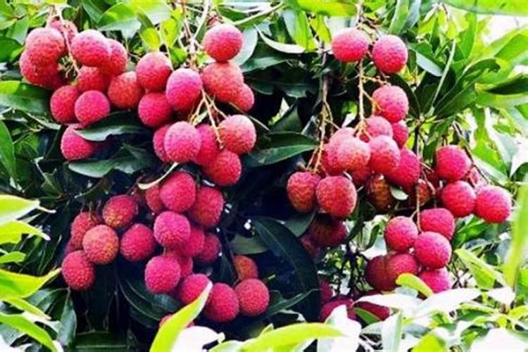 桂味荔枝什么时候催花