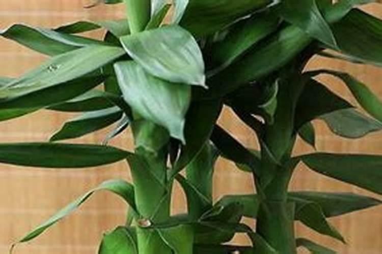 西红柿定植后几天打药 什么时候打枝