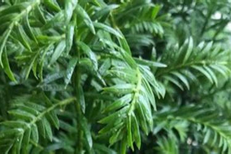 板蓝根适合什么时候种植 播种方法